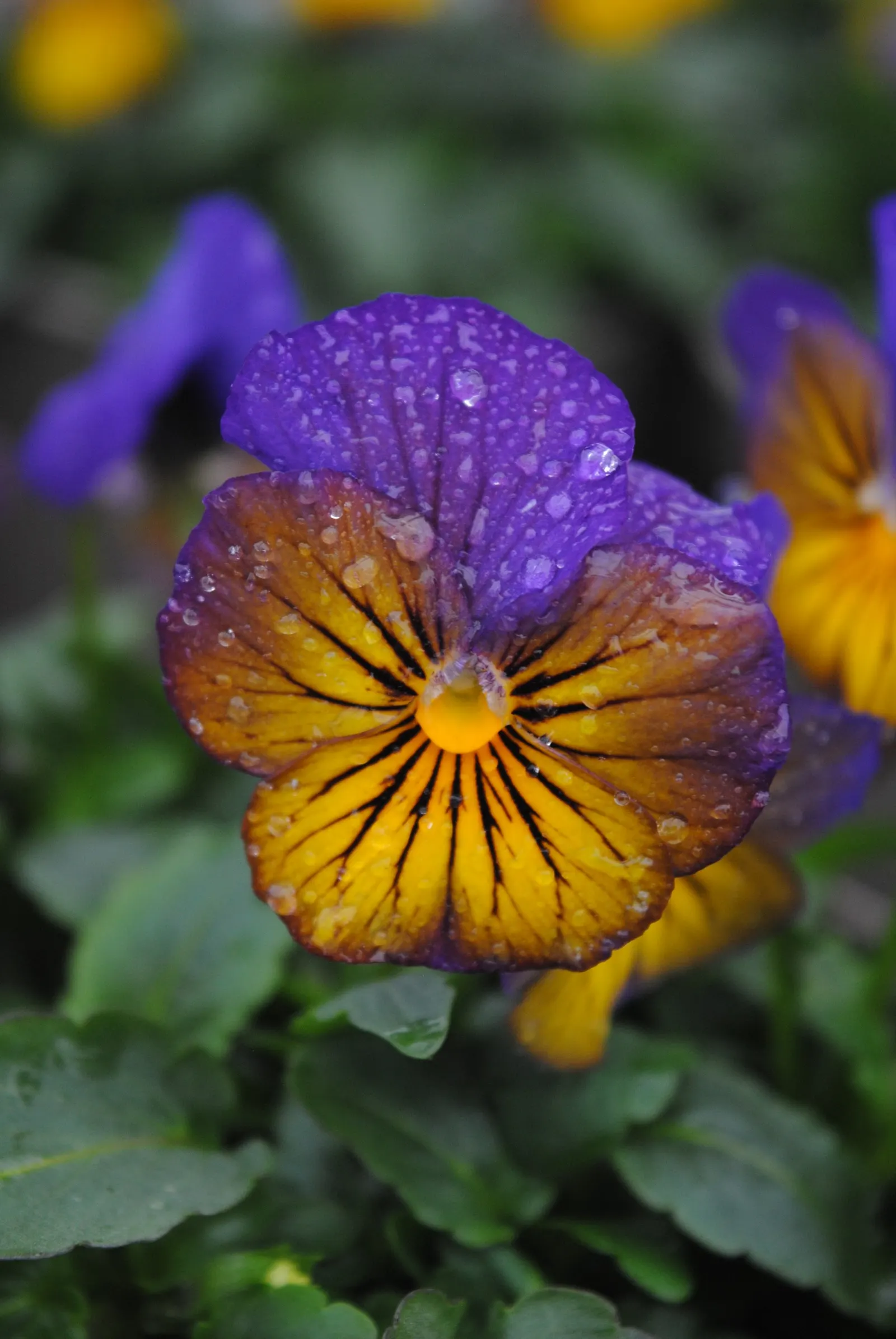 Tufted Pansy (Viola Cornuta) — providing an attractive ground cover throughout the growing season; it showcases a profusion of charming, horned, image 90