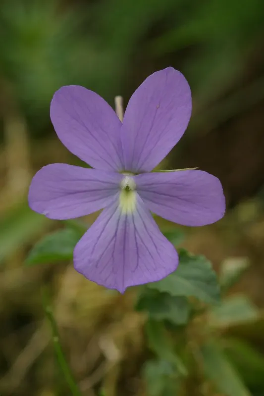 Tufted Pansy (Viola Cornuta) — Flower colors range from deep violet and blue to white; providing an attractive ground cover throughout the growing season
