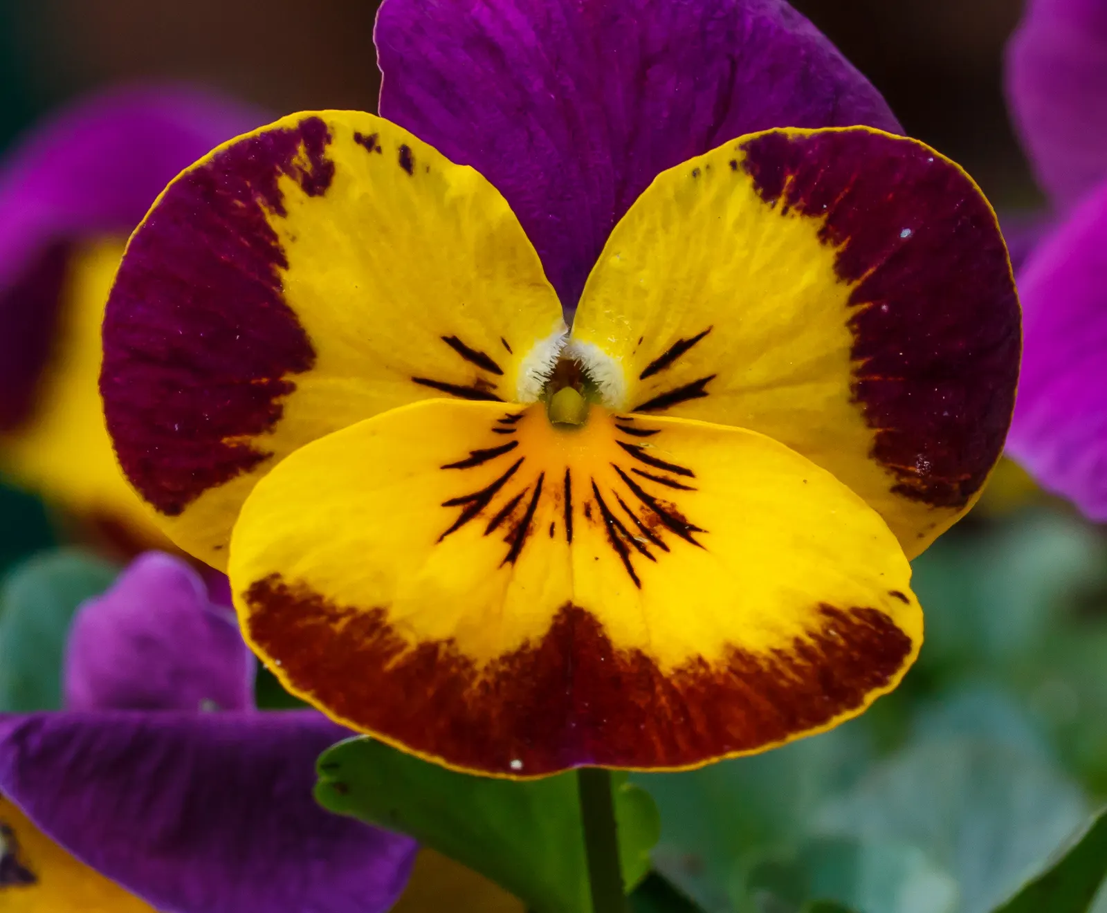 Tufted Pansy (Viola Cornuta) — This plant prefers partial to full sun exposure and well-draining soil; annual / perennial with blue and gold and lavender and