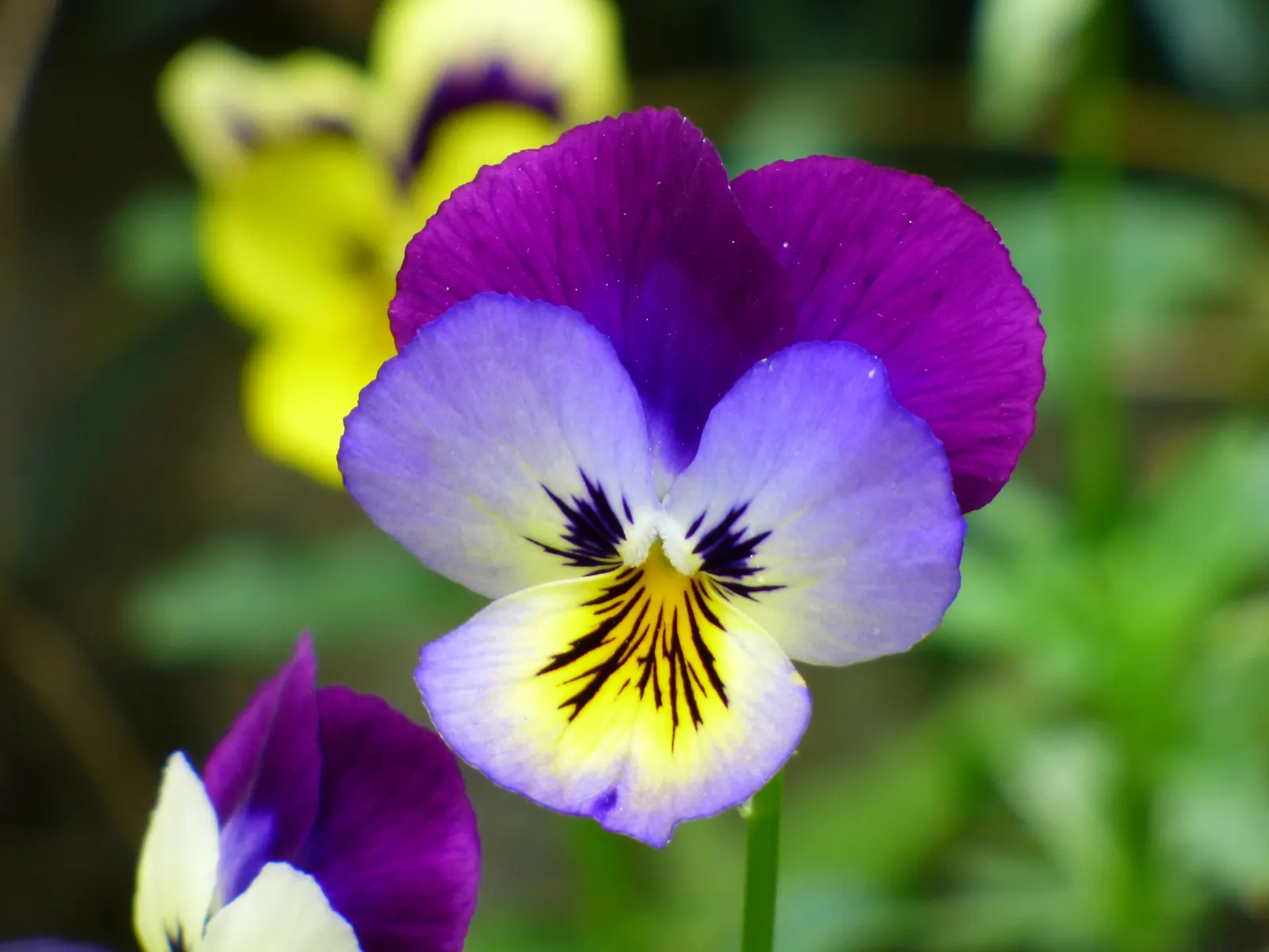 Tufted Pansy (Viola Cornuta) — rendering it an excellent choice for border fronts