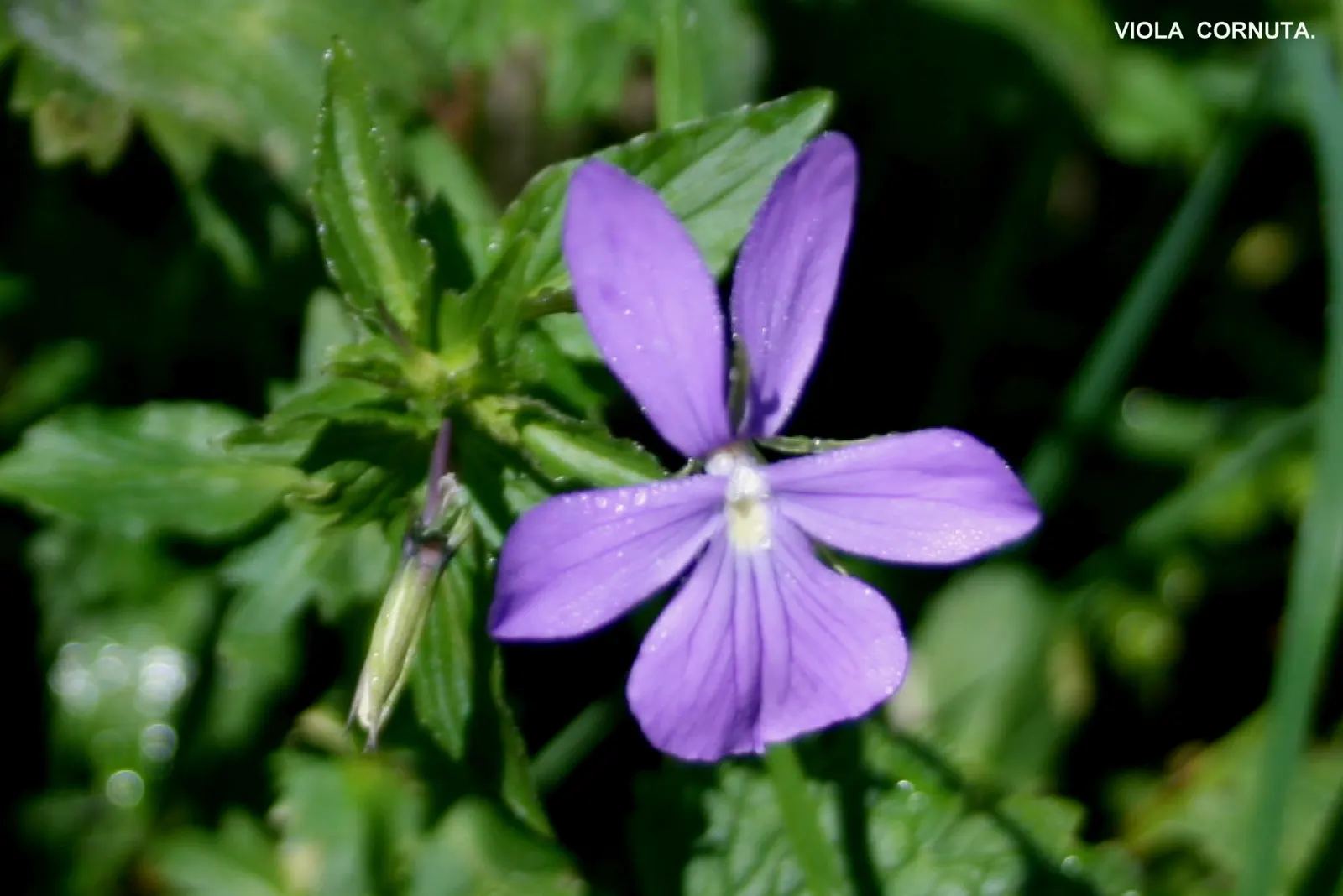 Tufted Pansy (Viola Cornuta) — This plant prefers partial to full sun exposure and well-draining soil; annual / perennial with blue and gold and, image 56