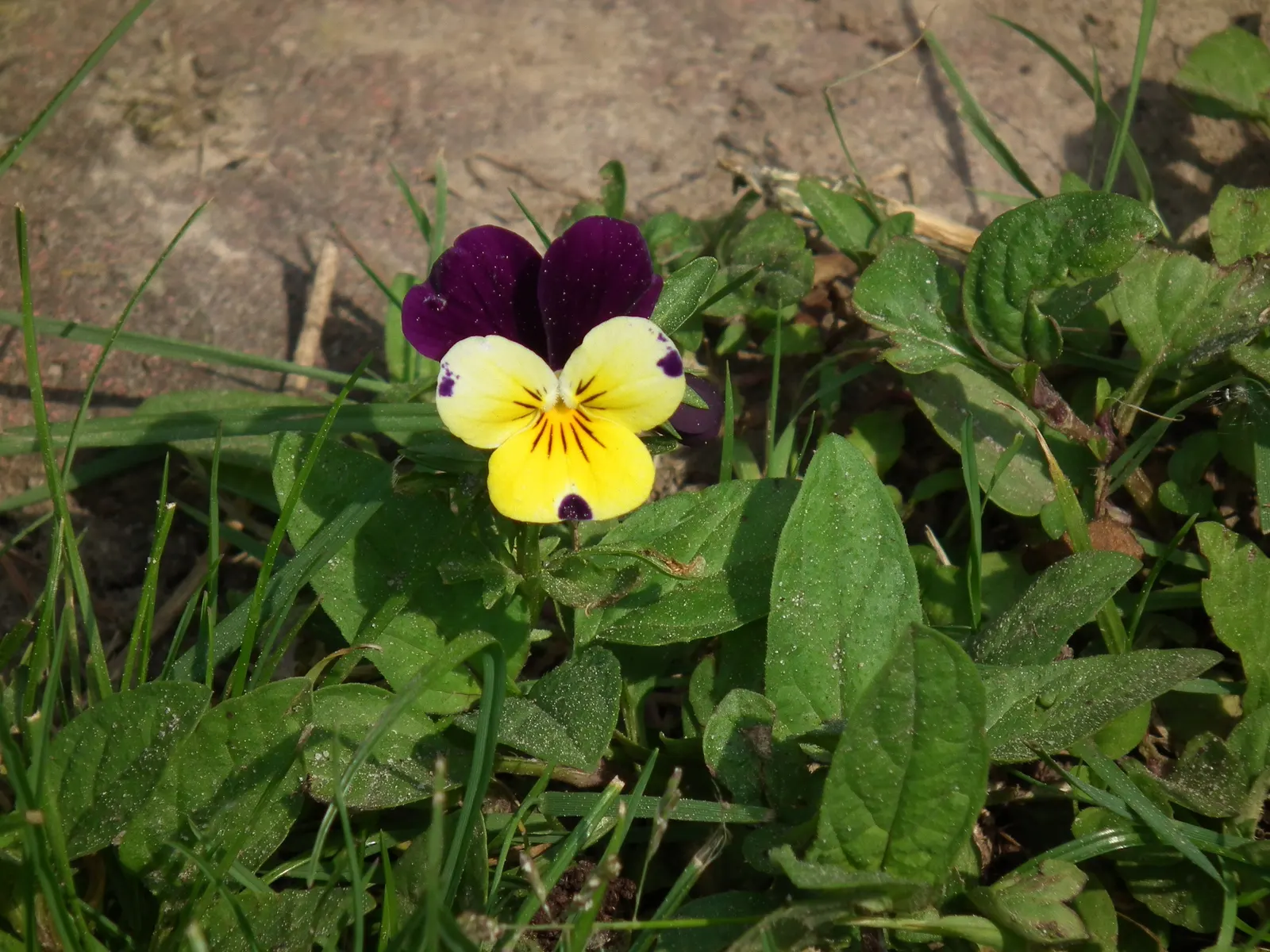 Tufted Pansy (Viola Cornuta) — The Tufted Pansy is notable for its extended blooming period from late spring to early fall