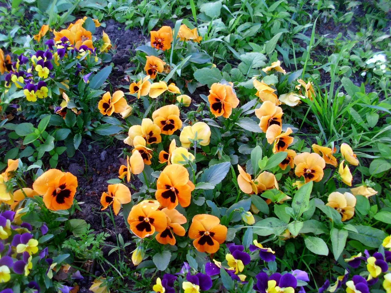 Tufted Pansy (Viola Cornuta) — with many varieties showcasing striking bicolored petals.<br><br>For optimal growth; plant Viola cornuta in zones 4, image 70