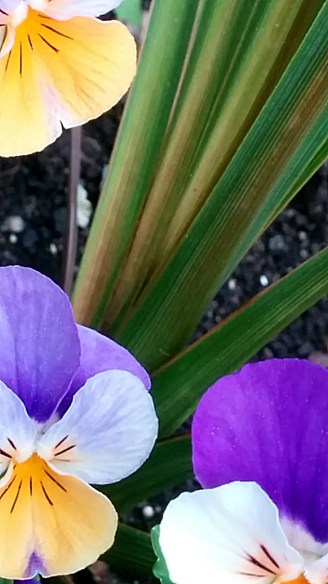 Tufted Pansy (Viola Cornuta) — is a treasured perennial plant that adds a splash of color to any landscape design; they prefer partial shade but can tolerate