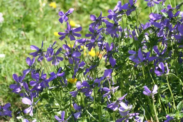Tufted Pansy (Viola Cornuta) — Its compact size and continuous flowering make it perfect for borders, containers, and underplanting shrubs, image 83