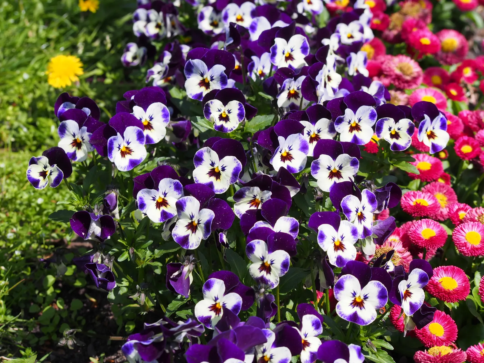 Tufted Pansy (Viola Cornuta) — rendering it an excellent choice for border fronts; it reaches a modest height of 6 to 10 inches with a similar, image 87