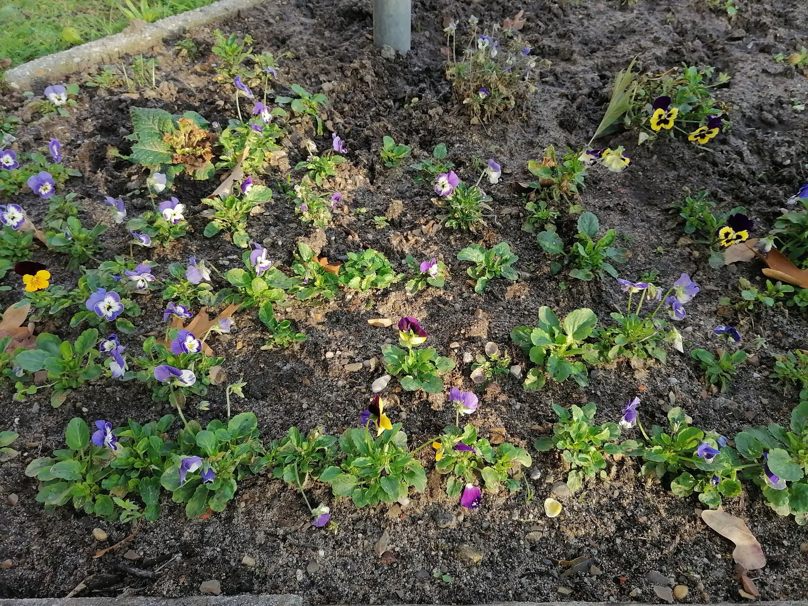 Tufted Pansy (Viola Cornuta) — commonly known as the Tufted Pansy; the Tufted Pansy is notable for its extended blooming period from late spring to, image 110