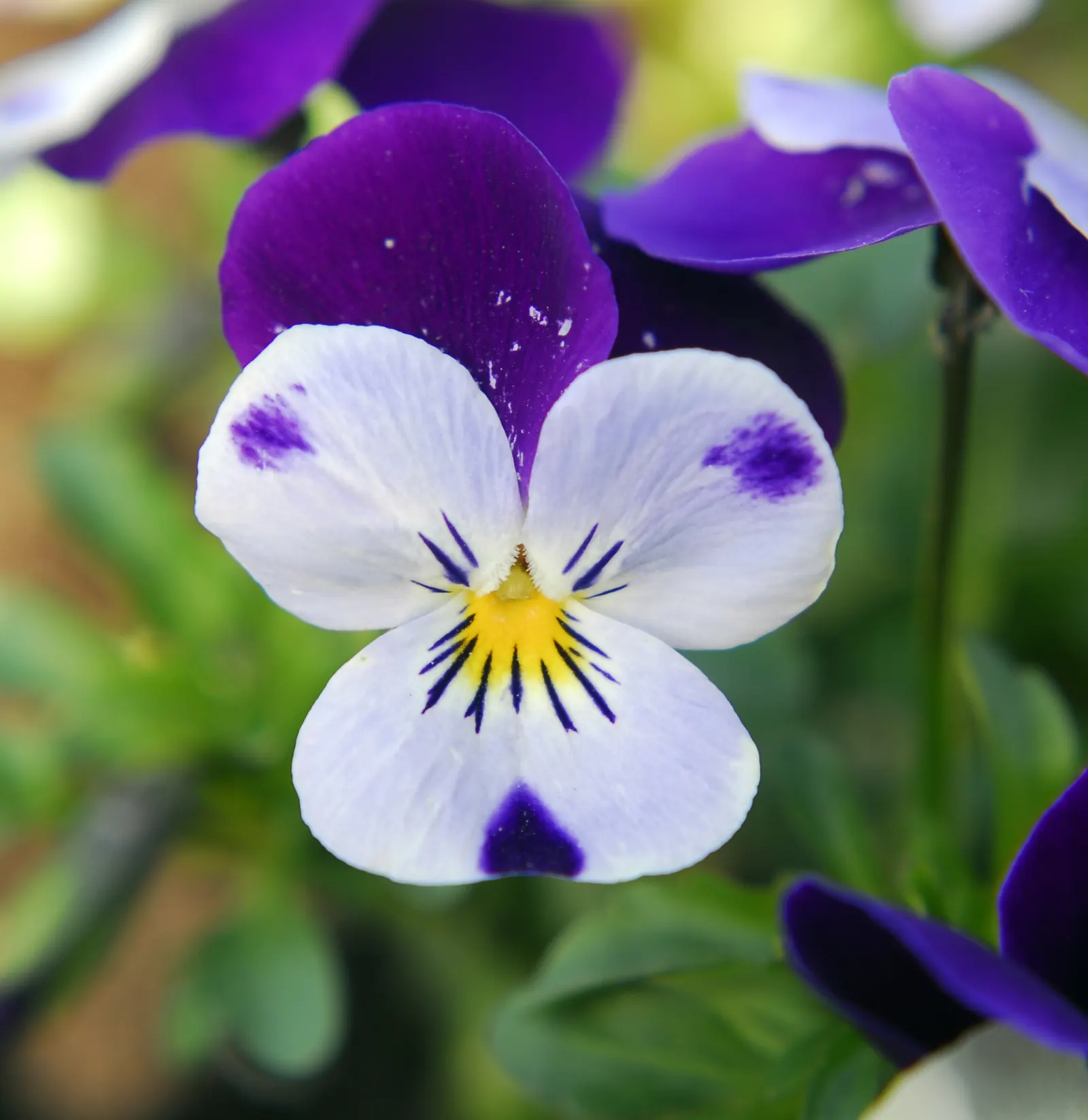 Tufted Pansy (Viola Cornuta) — It showcases a profusion of charming, horned blooms in a variety of colors from spring through fall; with many varieties