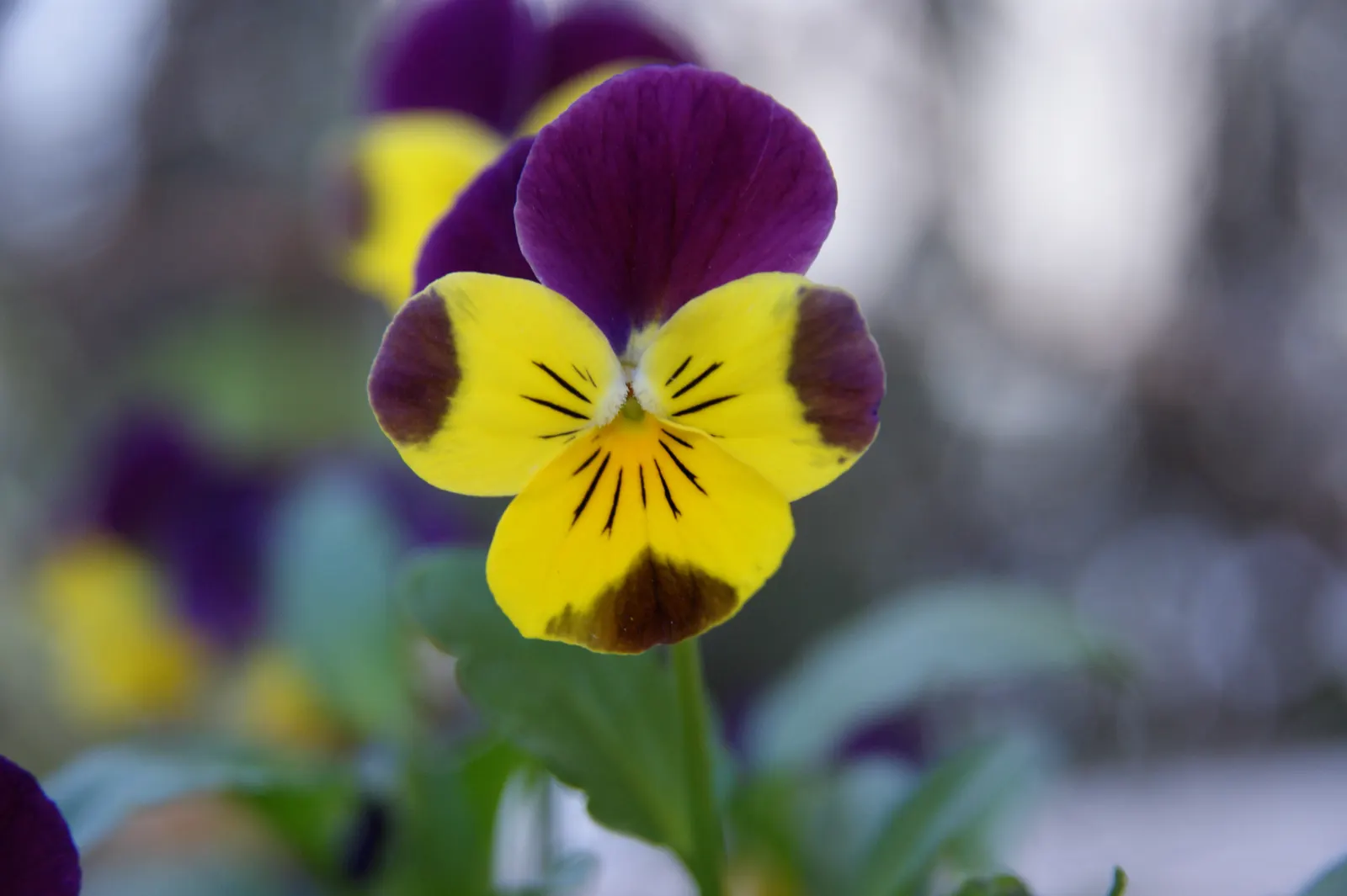 Tufted Pansy (Viola Cornuta) — or as an underplanting for taller species; each blossom spans about 1 to 1.5 inches across and presents a delightful