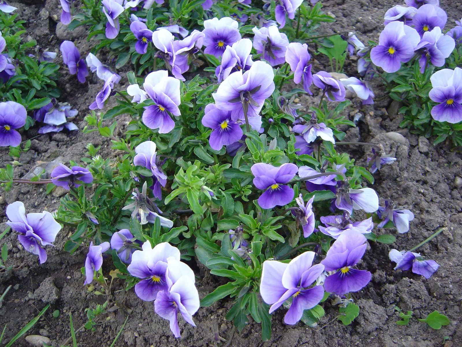 Tufted Pansy (Viola Cornuta) — rendering it an excellent choice for border fronts; it reaches a modest height of 6 to 10 inches with a similar, image 61