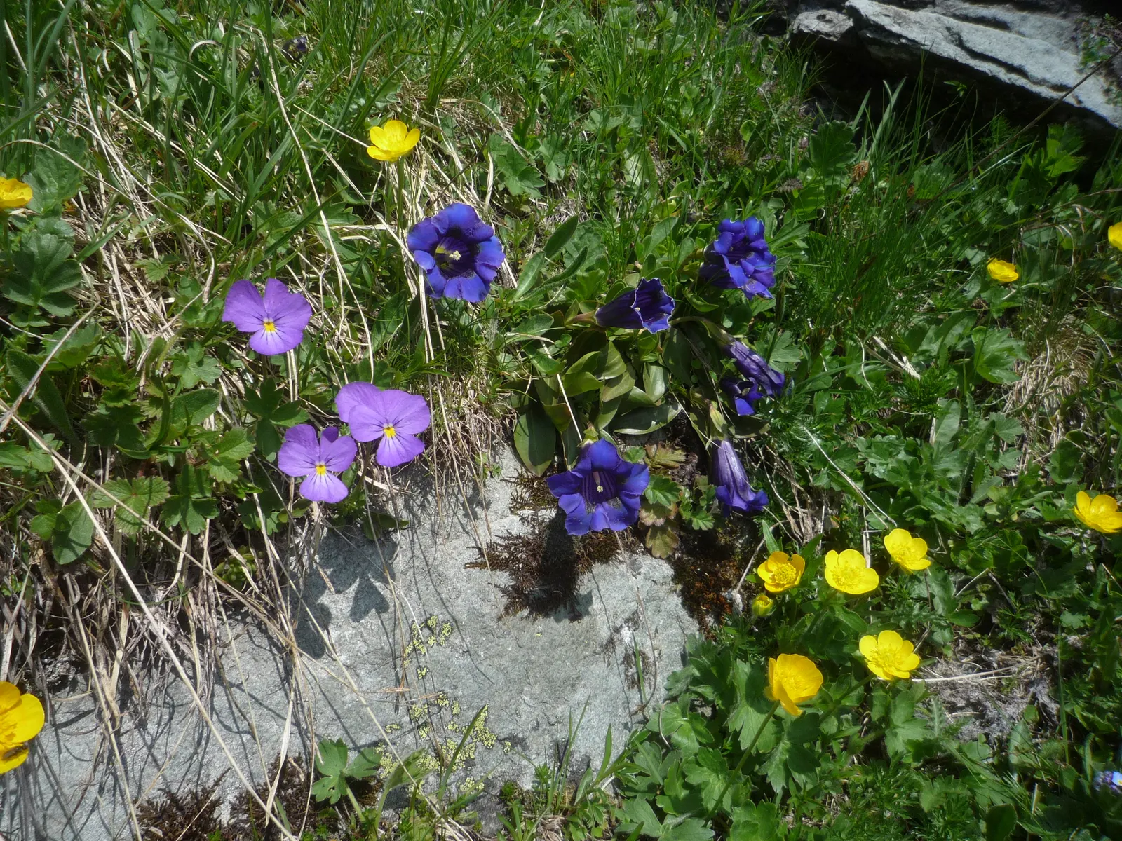 Tufted Pansy (Viola Cornuta) — Its compact size and continuous flowering make it perfect for borders, containers, and underplanting shrubs