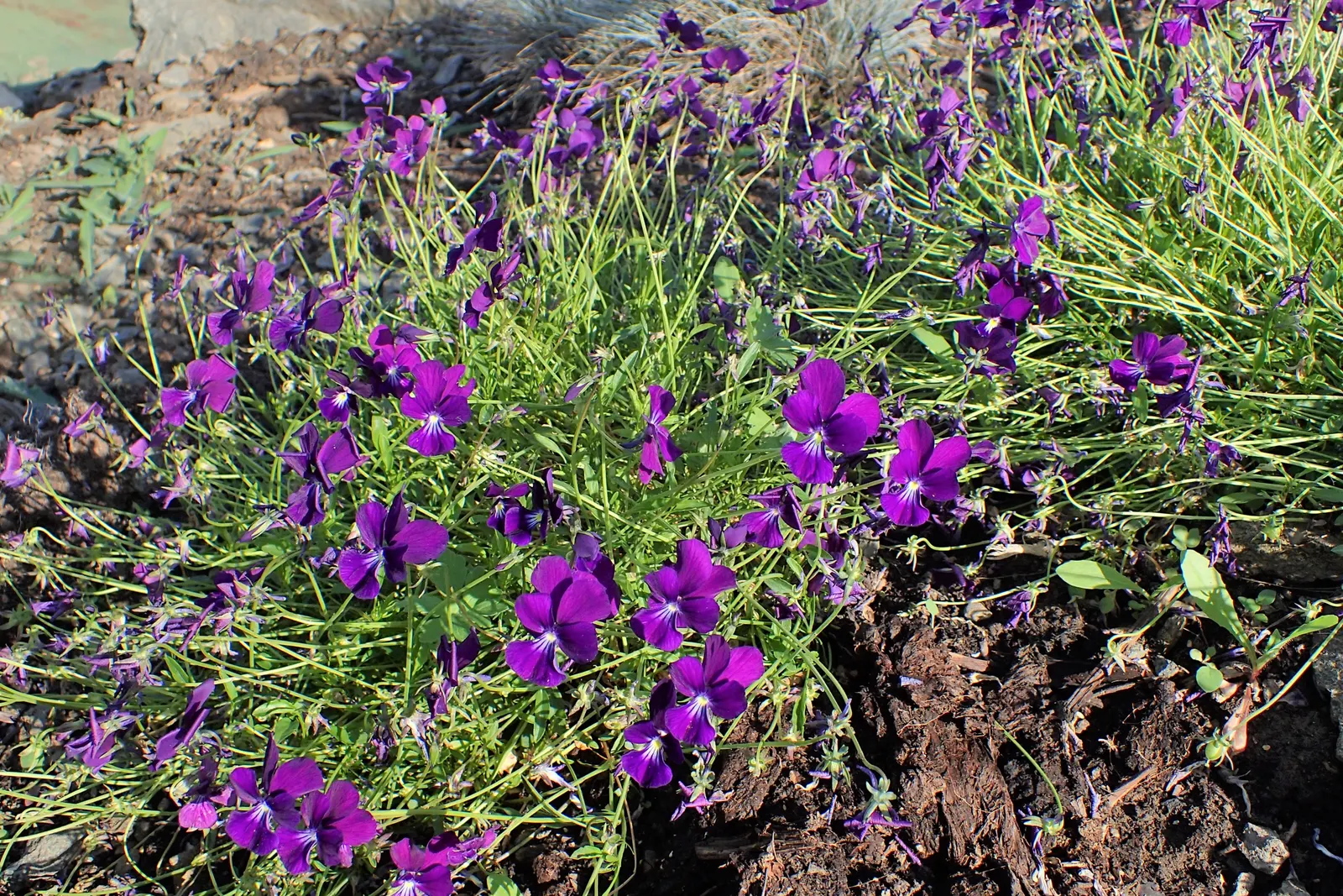 Tufted Pansy (Viola Cornuta) — which offers a continuous display of charming flowers; flower colors range from deep violet and blue to white, image 66