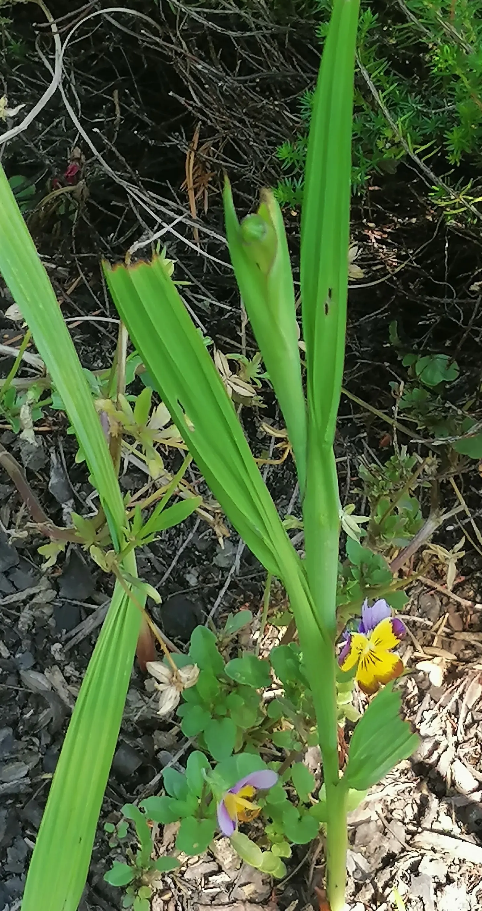 Tufted Pansy (Viola Cornuta) — rendering it an excellent choice for border fronts; it reaches a modest height of 6 to 10 inches with a similar, image 113