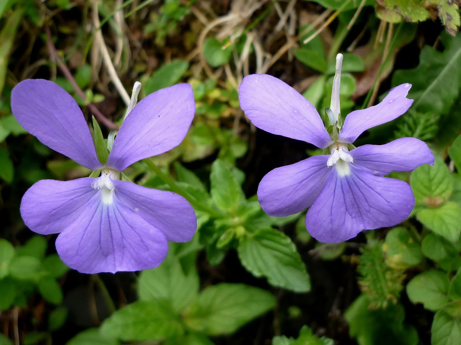 Tufted Pansy (Viola Cornuta) — it reaches a modest height of 6 to 10 inches with a similar spread of 6 to 12 inches; the Tufted Pansy (Viola, image 86