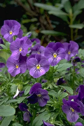 Tufted Pansy (Viola Cornuta) — Each blossom spans about 1 to 1.5 inches across and presents a delightful five-petaled configuration