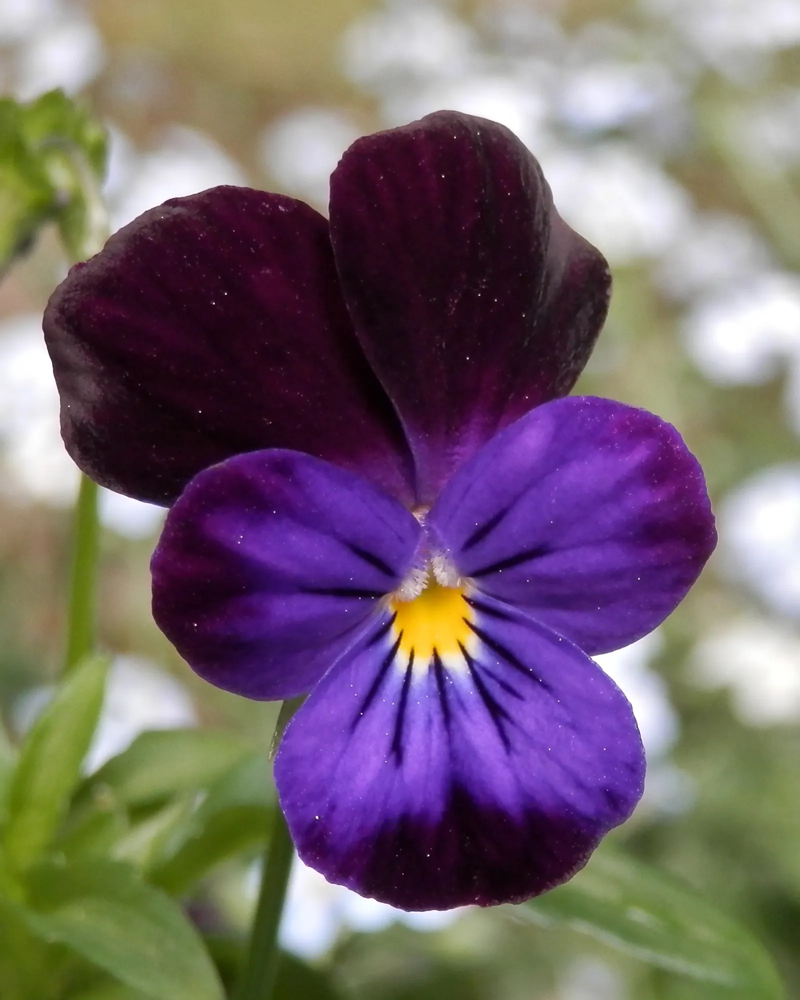 Tufted Pansy (Viola Cornuta) — Its compact size and continuous flowering make it perfect for borders, containers, and underplanting shrubs; commonly known as