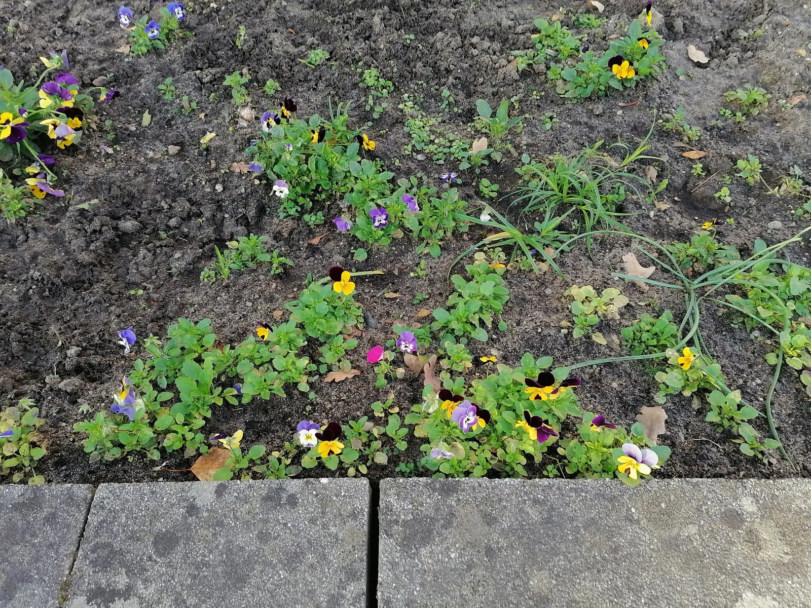 Tufted Pansy (Viola Cornuta) — <br><br>Its foliage forms a neat; regular deadheading will encourage additional blooms and prevent self-seeding, image 115