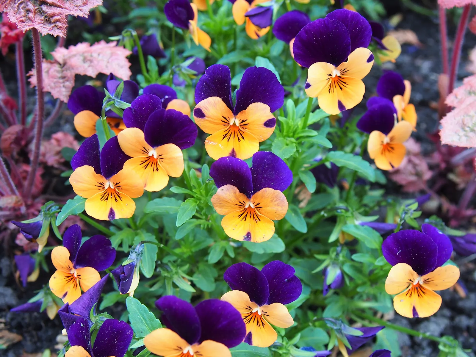 Tufted Pansy (Viola Cornuta) — Flower colors range from deep violet and blue to white