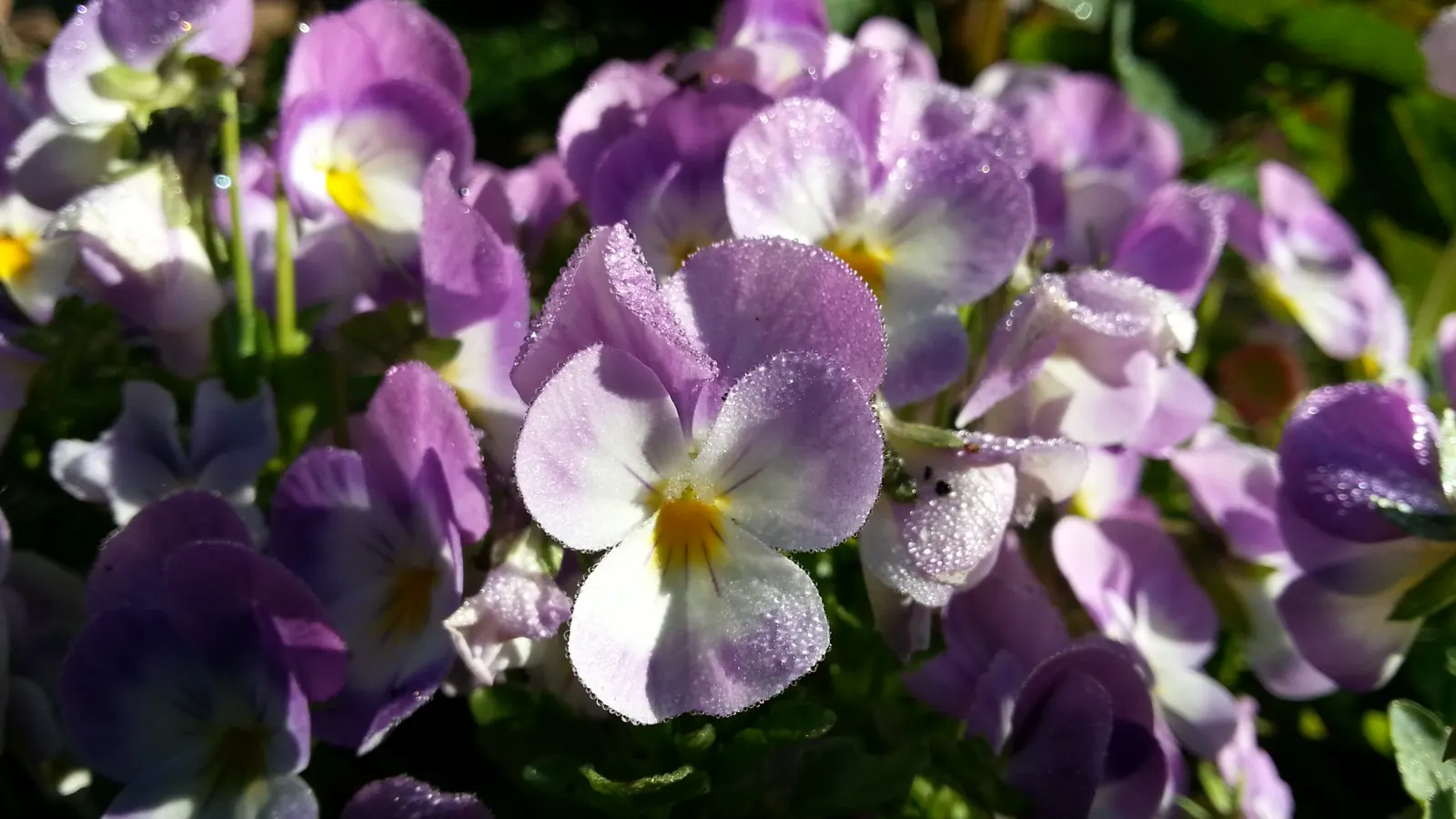 Tufted Pansy (Viola Cornuta) — or as an underplanting for taller species; each blossom spans about 1 to 1.5 inches across and presents a delightful, image 114