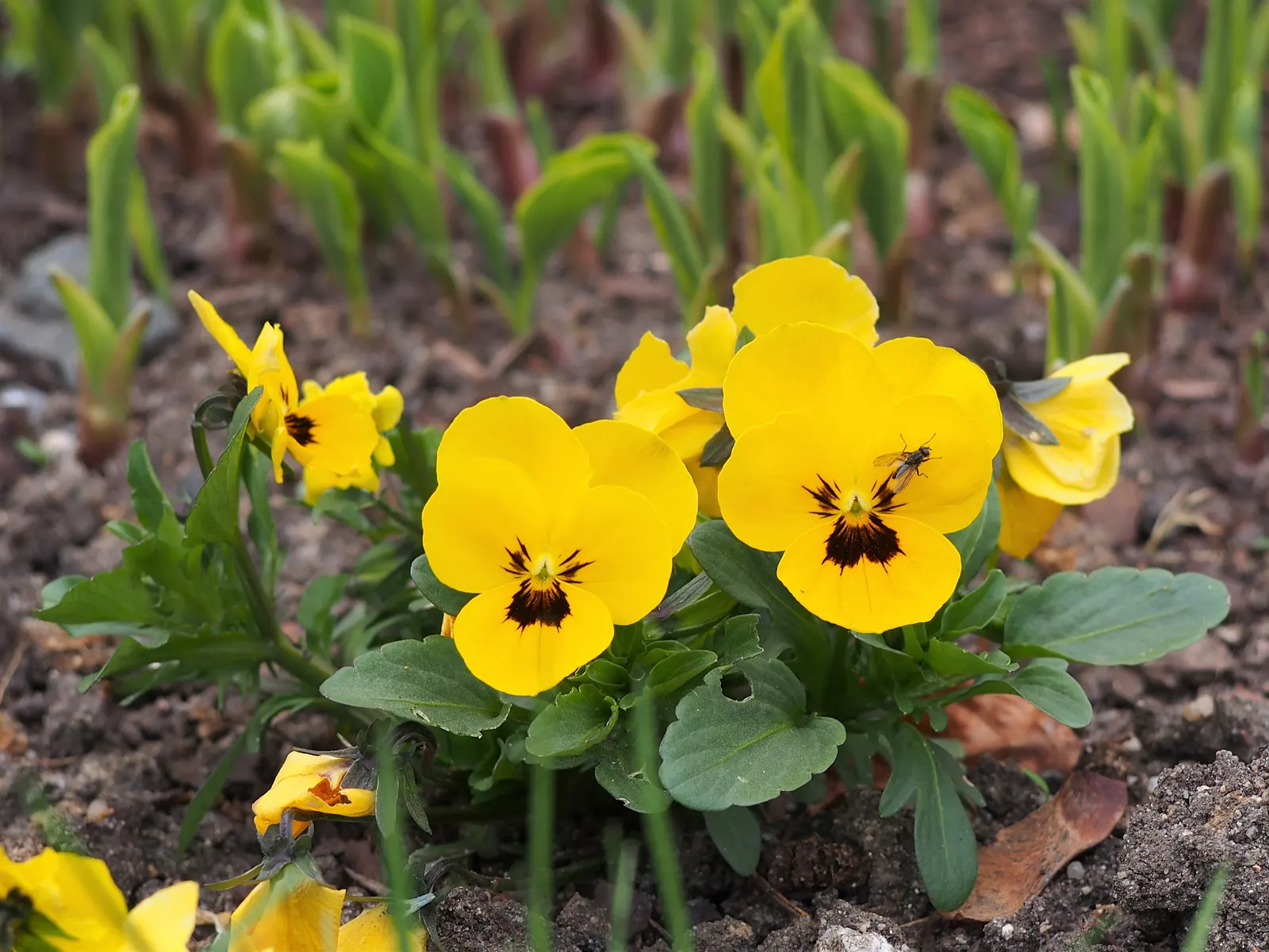 Tufted Pansy (Viola Cornuta) — commonly known as the Tufted Pansy; the Tufted Pansy is notable for its extended blooming period from late spring to early fall