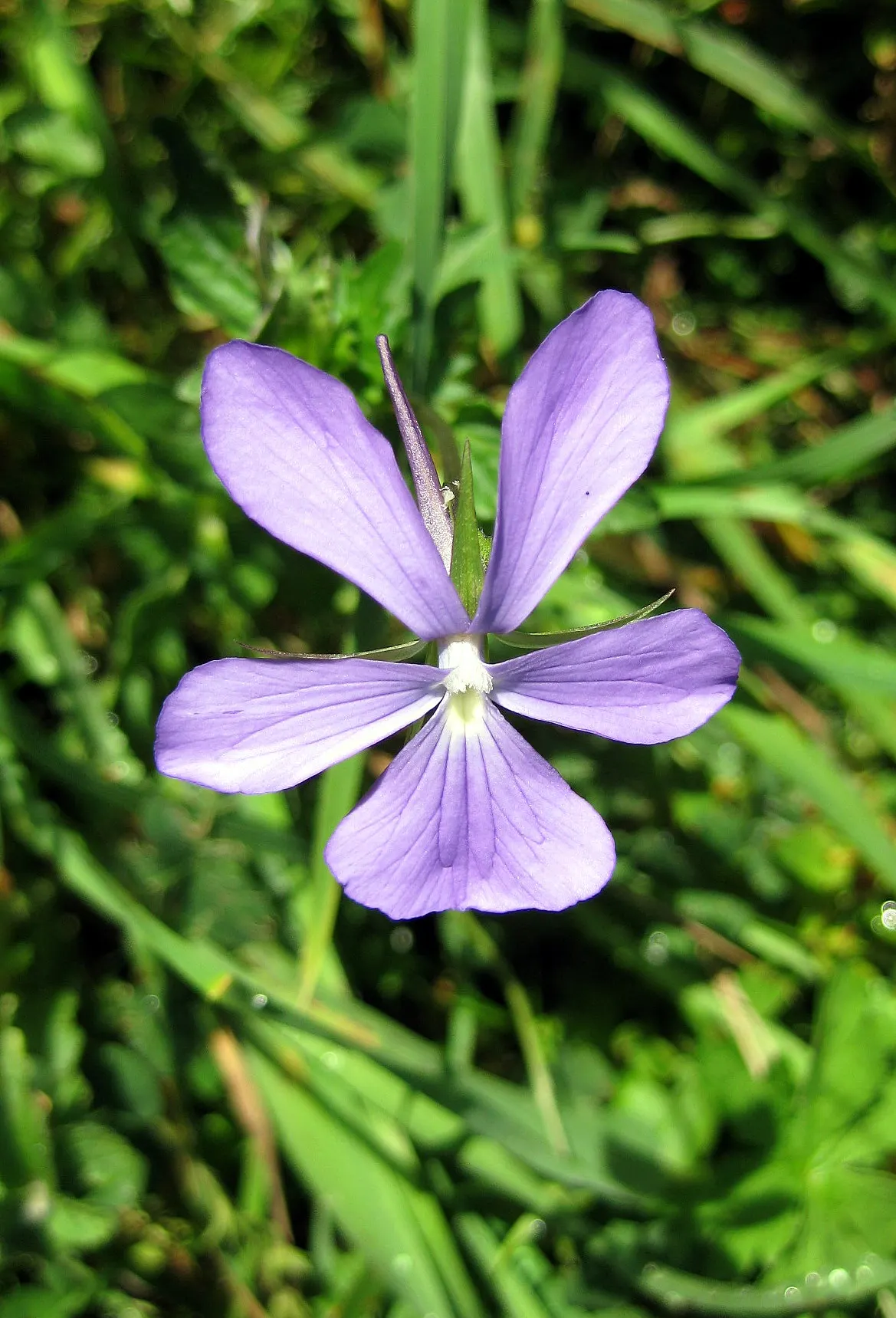 Tufted Pansy (Viola Cornuta) — The Tufted Pansy (Viola cornuta) is a low-growing perennial with a mounding habit; this plant prefers partial to, image 79