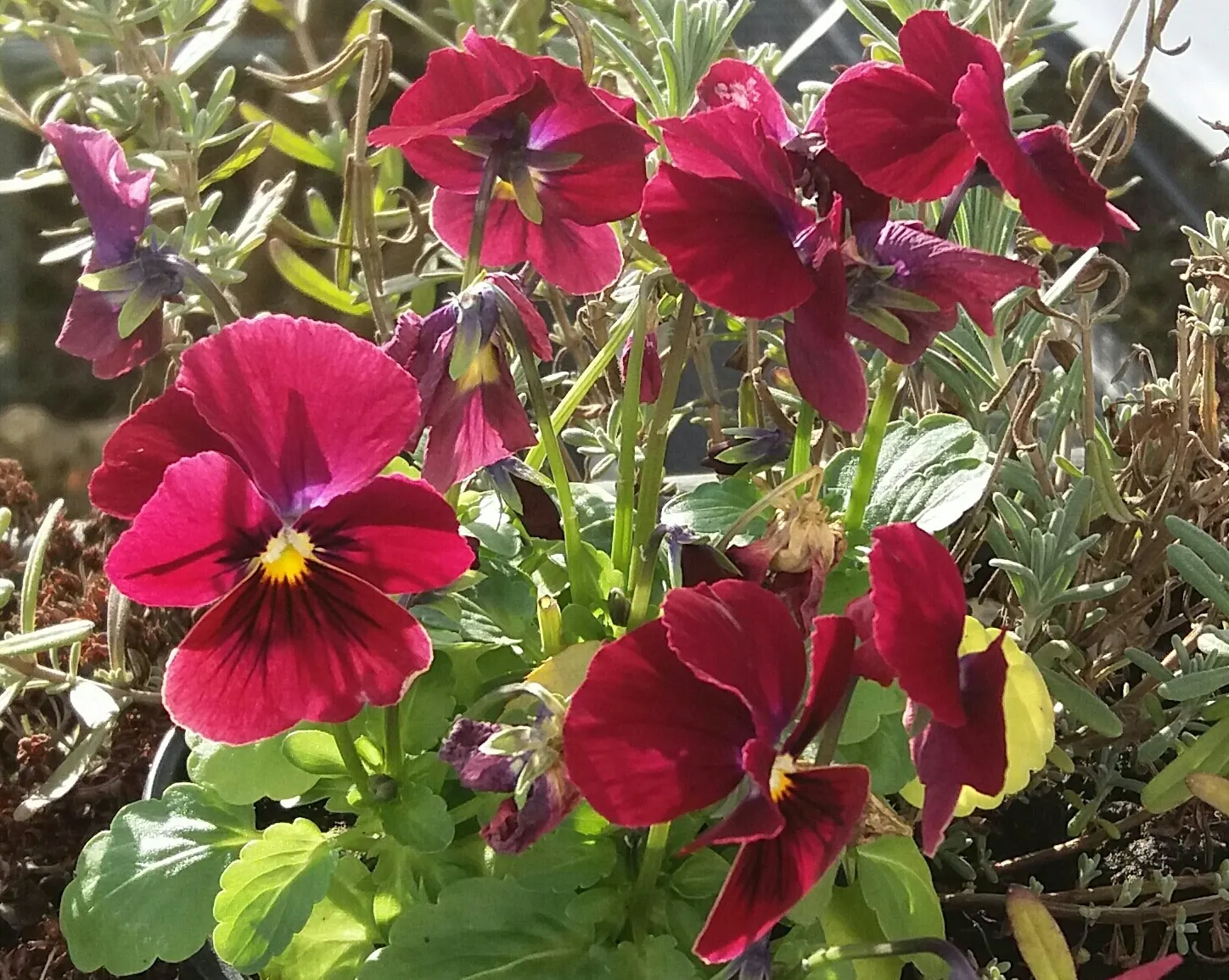 Tufted Pansy (Viola Cornuta) — With a moderate growth rate and low maintenance requirements; which offers a continuous display of charming flowers, image 73