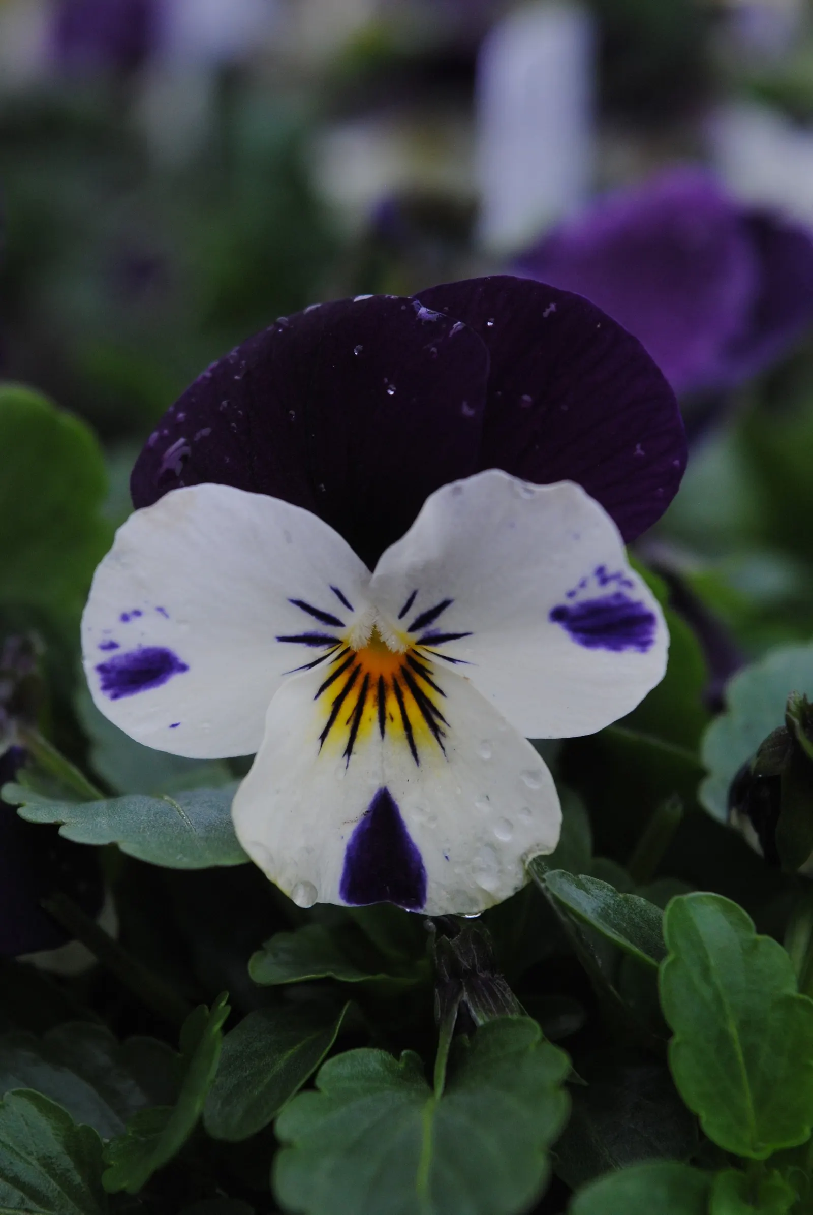 Tufted Pansy (Viola Cornuta) — Flower colors range from deep violet and blue to white; providing an attractive ground cover throughout the growing, image 95