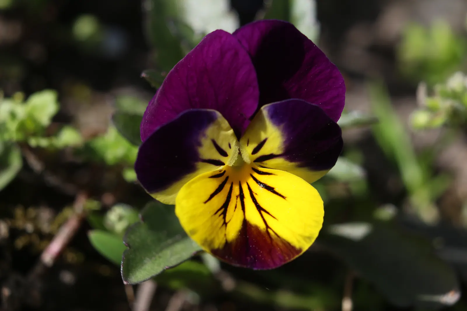 Tufted Pansy (Viola Cornuta) — Each blossom spans about 1 to 1.5 inches across and presents a delightful five-petaled configuration; blue and gold and lavender