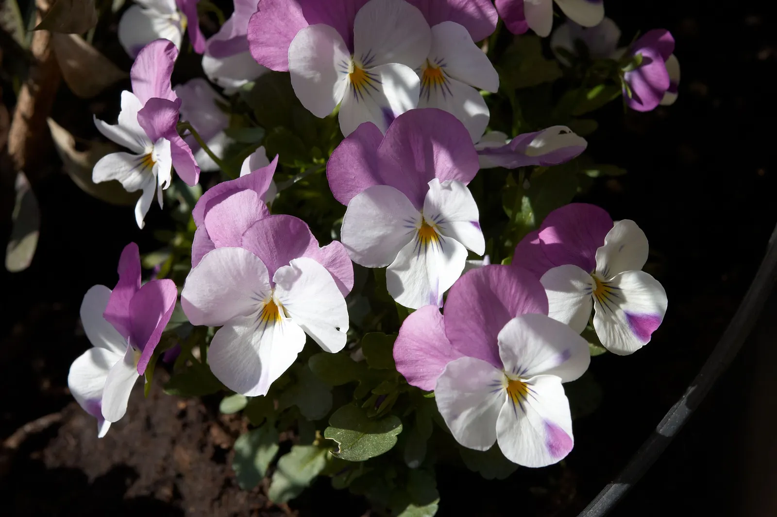 Tufted Pansy (Viola Cornuta) — often with a characteristic "face" pattern; its compact size and continuous flowering make it perfect for borders, image 68