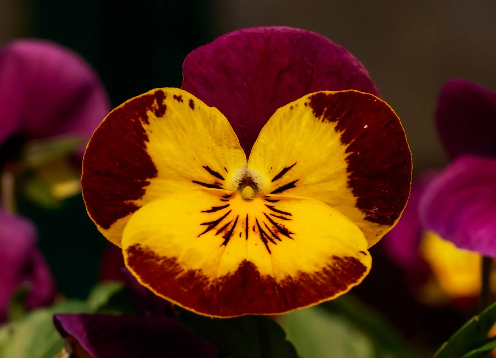 Tufted Pansy (Viola Cornuta) — is a treasured perennial plant that adds a splash of color to any landscape design; they prefer partial shade but, image 59