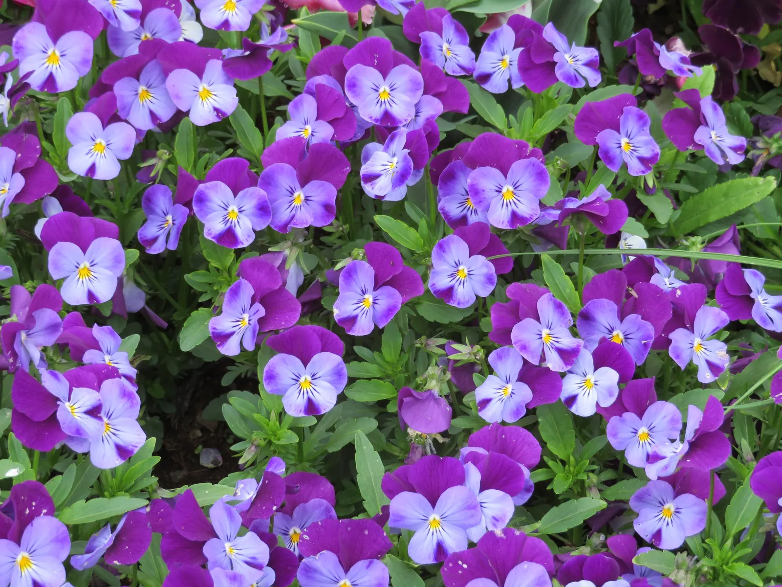 Tufted Pansy (Viola Cornuta) — typically reaching 6-12 inches in height and spreading around 10-12 inches; <br><br>Its foliage forms a neat, image 106
