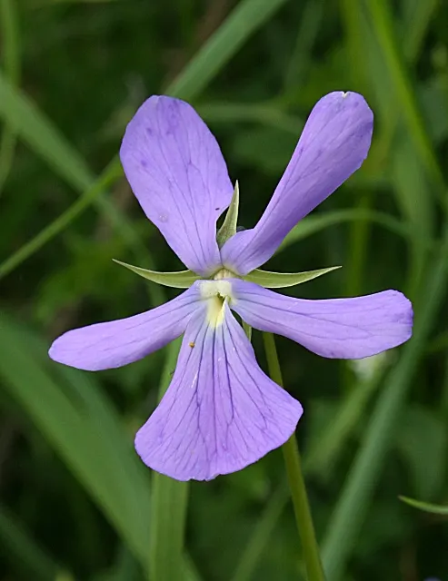 Tufted Pansy (Viola Cornuta) — The Tufted Pansy is notable for its extended blooming period from late spring to early fall; or as an underplanting, image 91