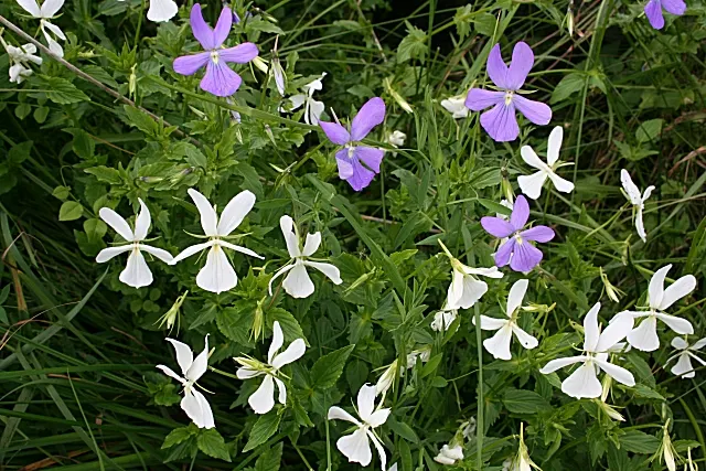 Tufted Pansy (Viola Cornuta) — Each blossom spans about 1 to 1.5 inches across and presents a delightful five-petaled configuration; blue and gold, image 93