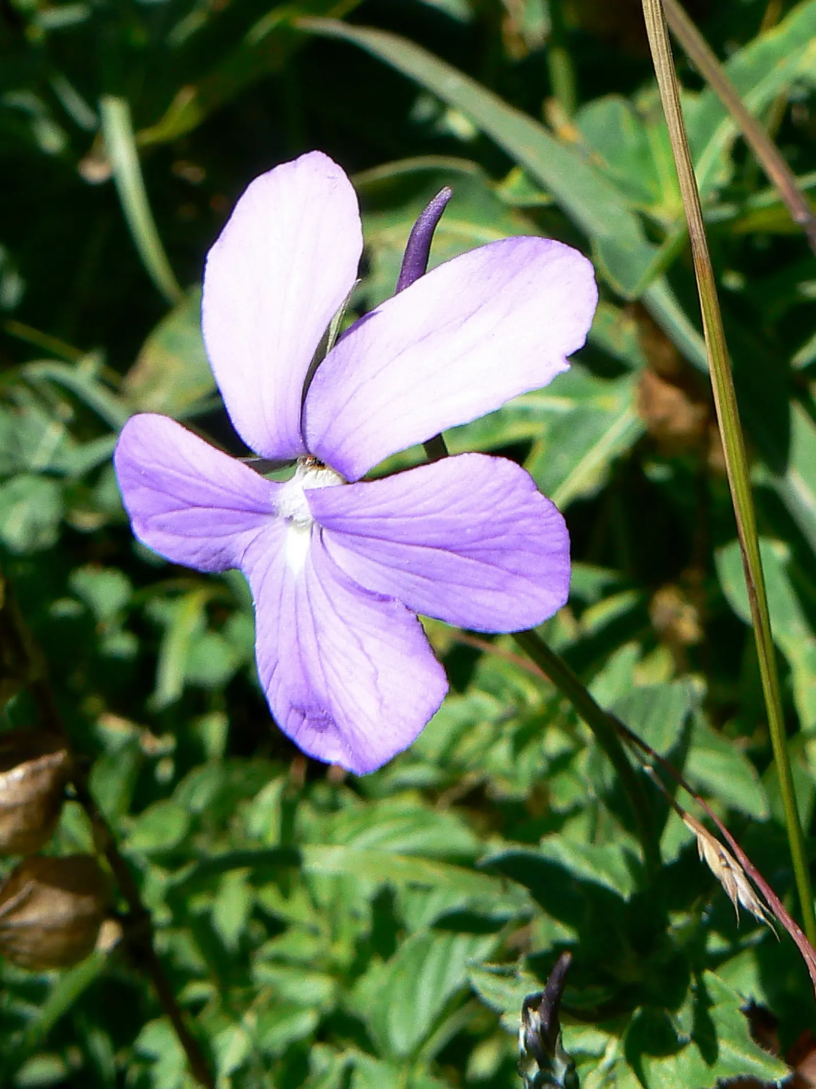 Tufted Pansy (Viola Cornuta) — Each blossom spans about 1 to 1.5 inches across and presents a delightful five-petaled configuration; blue and gold, image 67