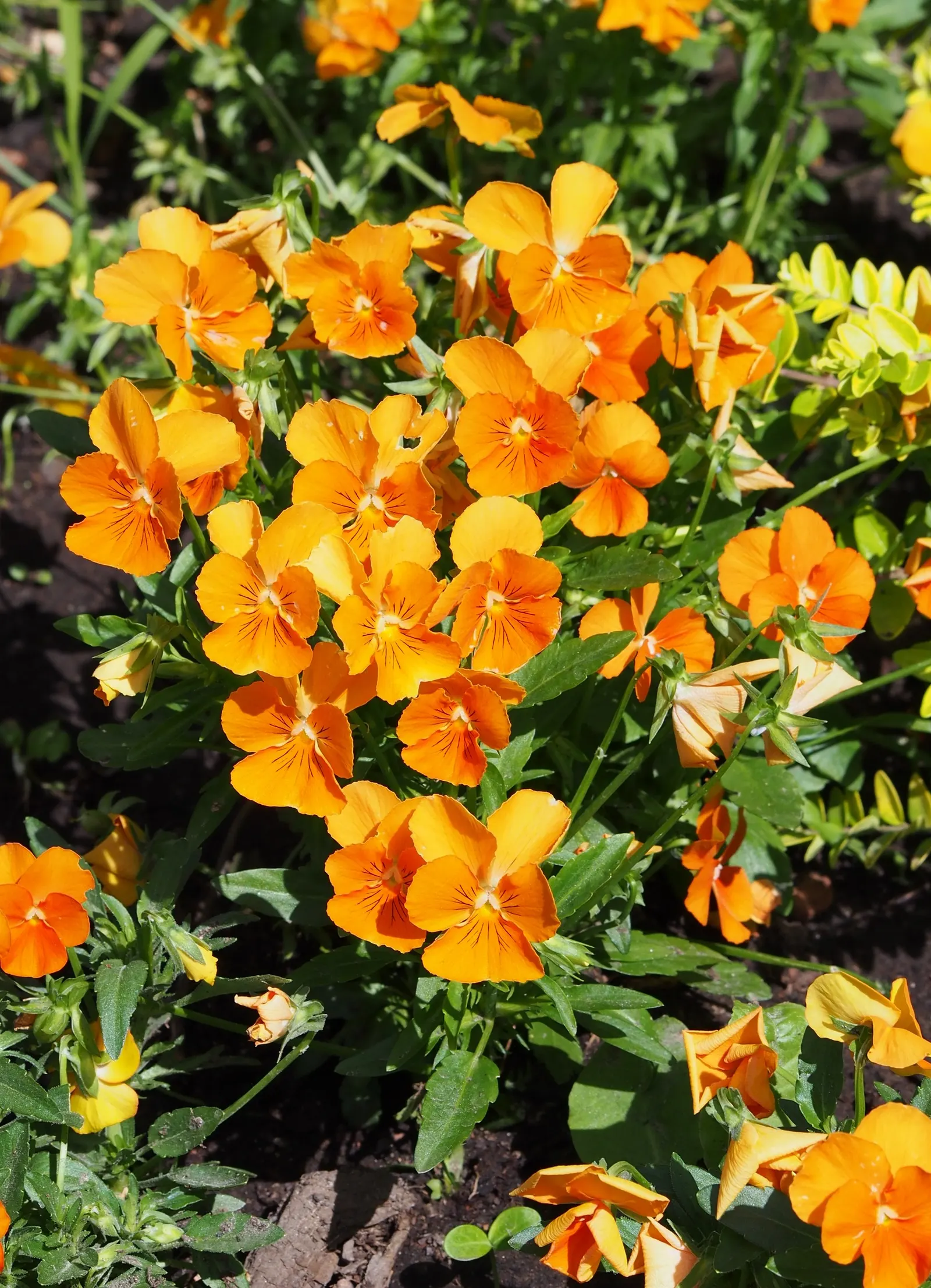 Tufted Pansy (Viola Cornuta) — annual / perennial for full or half; these hardy plants often withstand light foot traffic and can enliven path, image 78