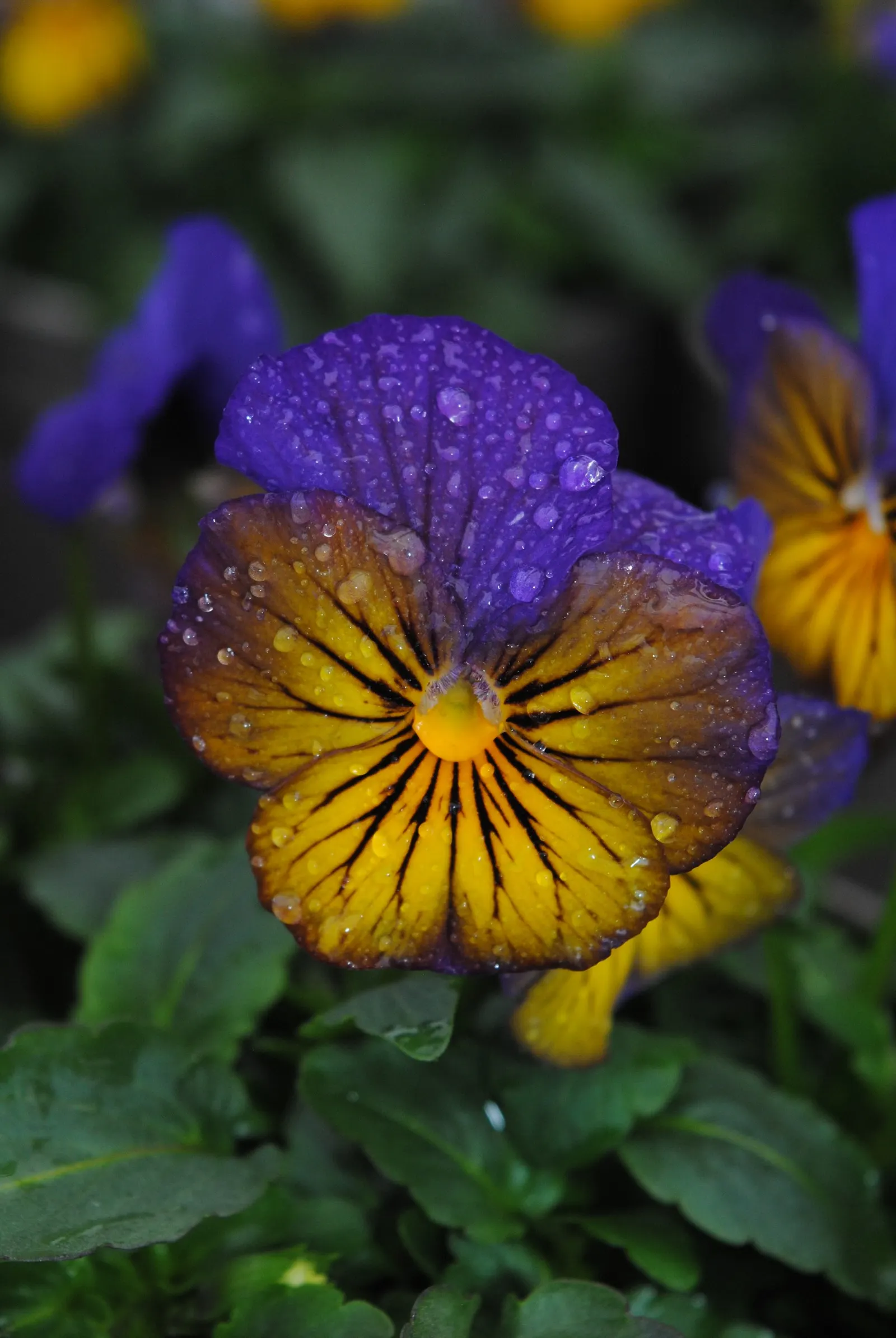 Tufted Pansy (Viola Cornuta) — This plant prefers partial to full sun exposure and well-draining soil