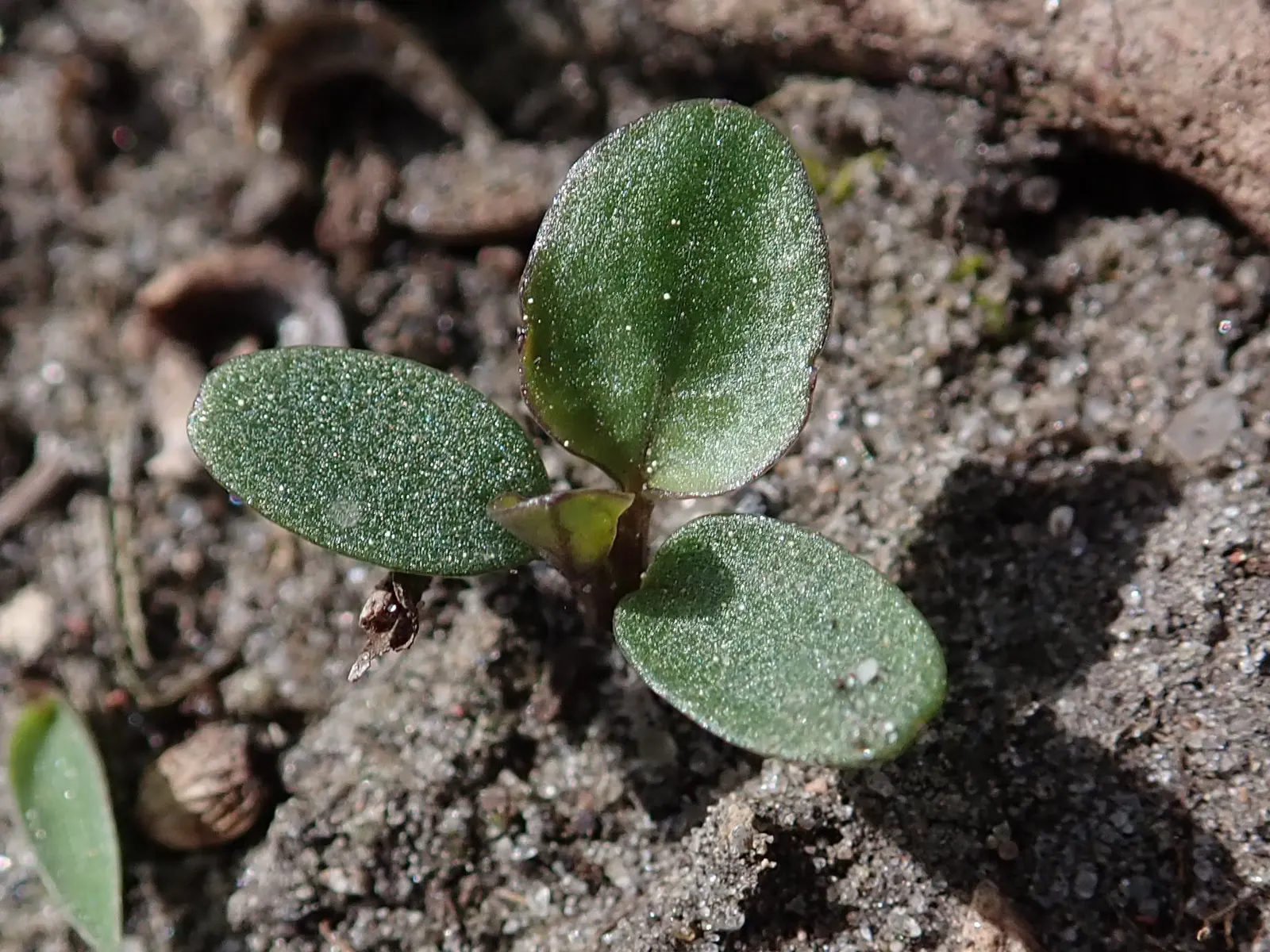 Tufted Pansy (Viola Cornuta) — The Tufted Pansy (Viola cornuta) is a low-growing perennial with a mounding habit; this plant prefers partial to, image 53