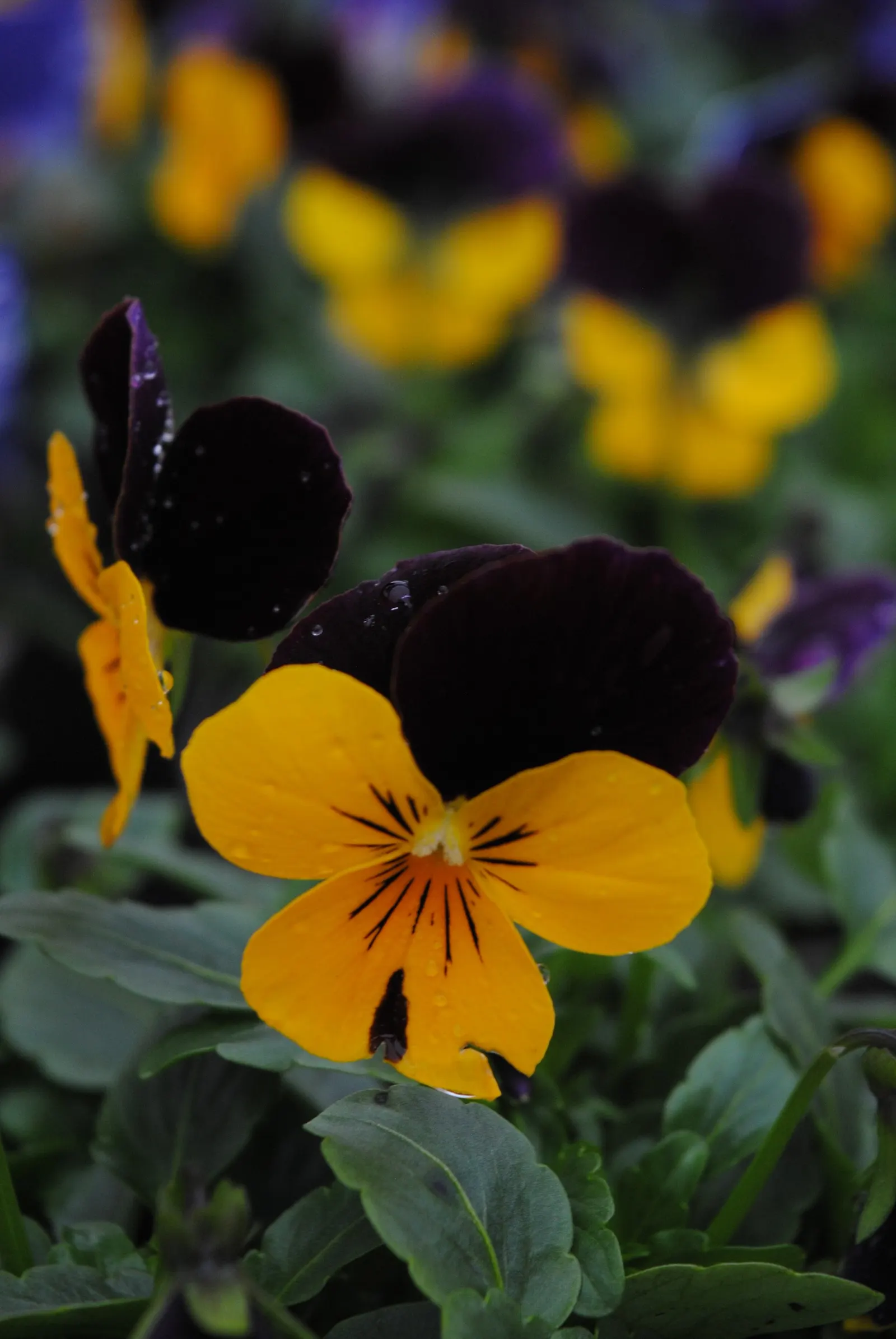 Tufted Pansy (Viola Cornuta) — with many varieties showcasing striking bicolored petals.<br><br>For optimal growth; plant Viola cornuta in zones 4, image 96