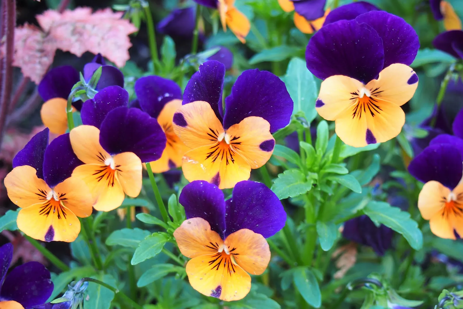 Tufted Pansy (Viola Cornuta) — commonly known as the Tufted Pansy