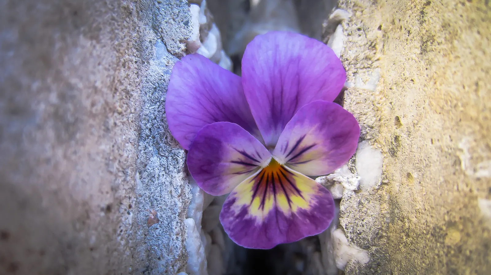 Tufted Pansy (Viola Cornuta) — providing an attractive ground cover throughout the growing season; it showcases a profusion of charming, horned blooms in a