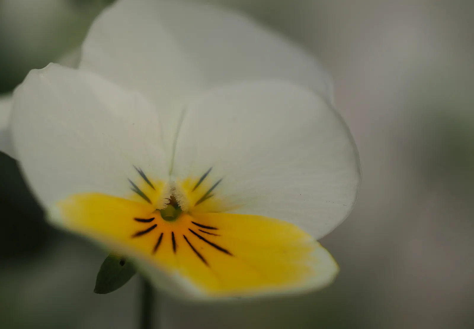 Tufted Pansy (Viola Cornuta) — <br><br>Its foliage forms a neat; regular deadheading will encourage additional blooms and prevent self-seeding, image 89