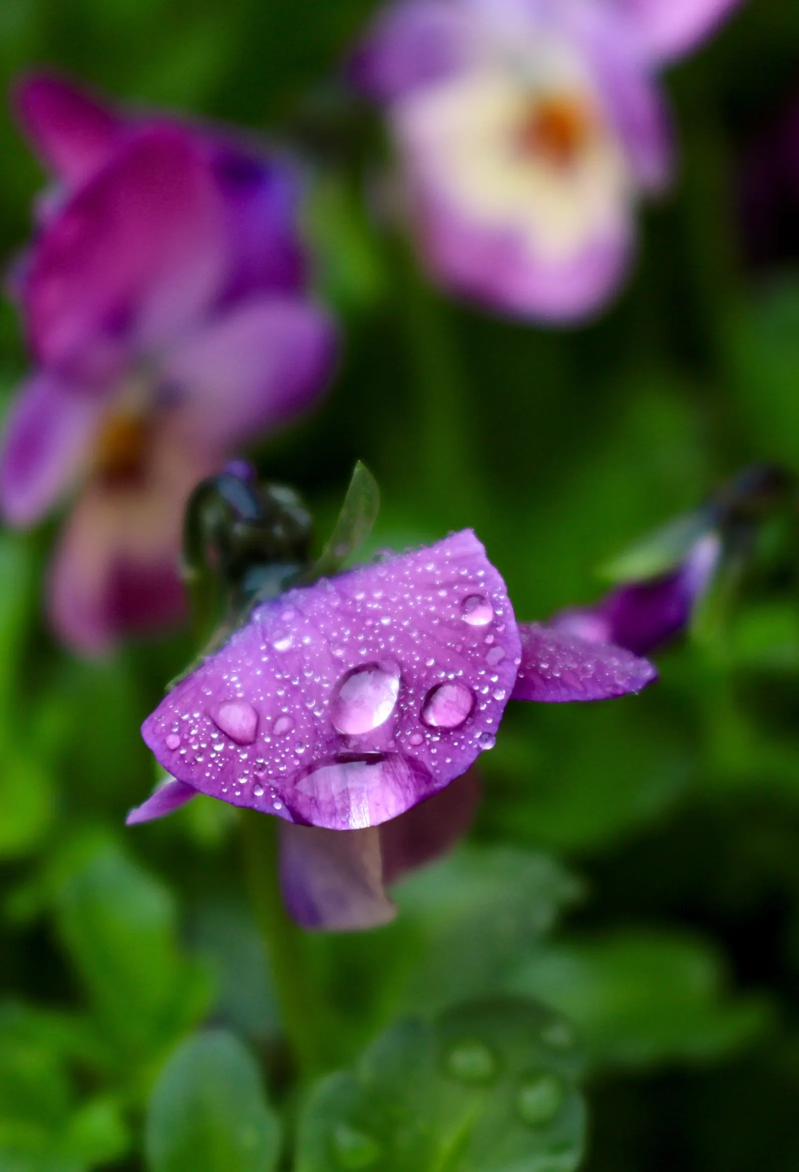 Tufted Pansy (Viola Cornuta) — With a moderate growth rate and low maintenance requirements; which offers a continuous display of charming flowers
