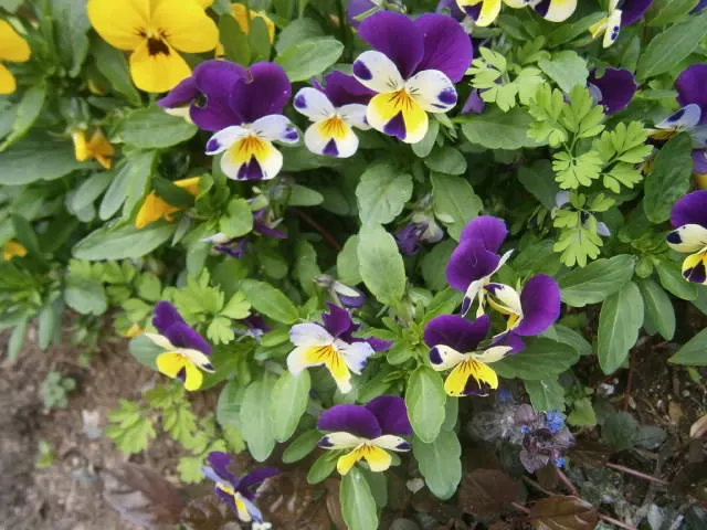 Tufted Pansy (Viola Cornuta) — regular deadheading will encourage additional blooms and prevent self-seeding; with a moderate growth rate and low maintenance
