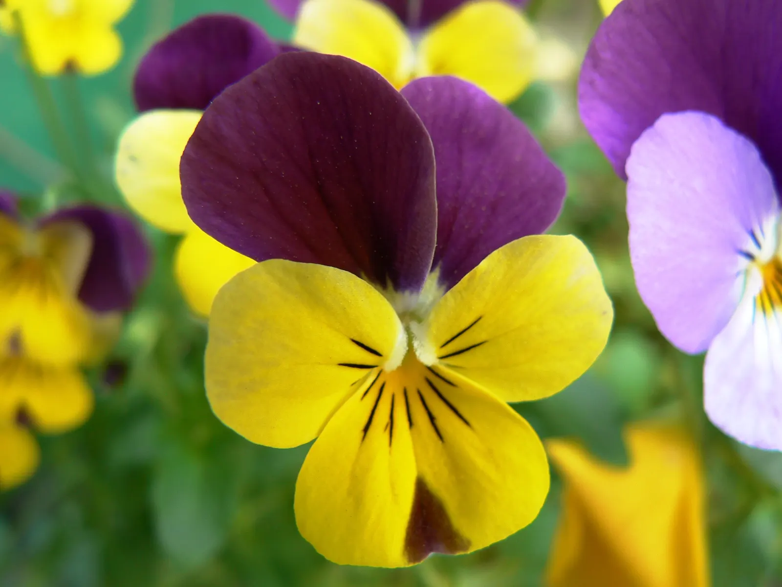 Tufted Pansy (Viola Cornuta) — Flower colors range from deep violet and blue to white; providing an attractive ground cover throughout the growing, image 69
