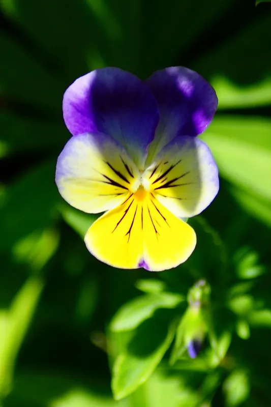 Tufted Pansy (Viola Cornuta) — providing an attractive ground cover throughout the growing season