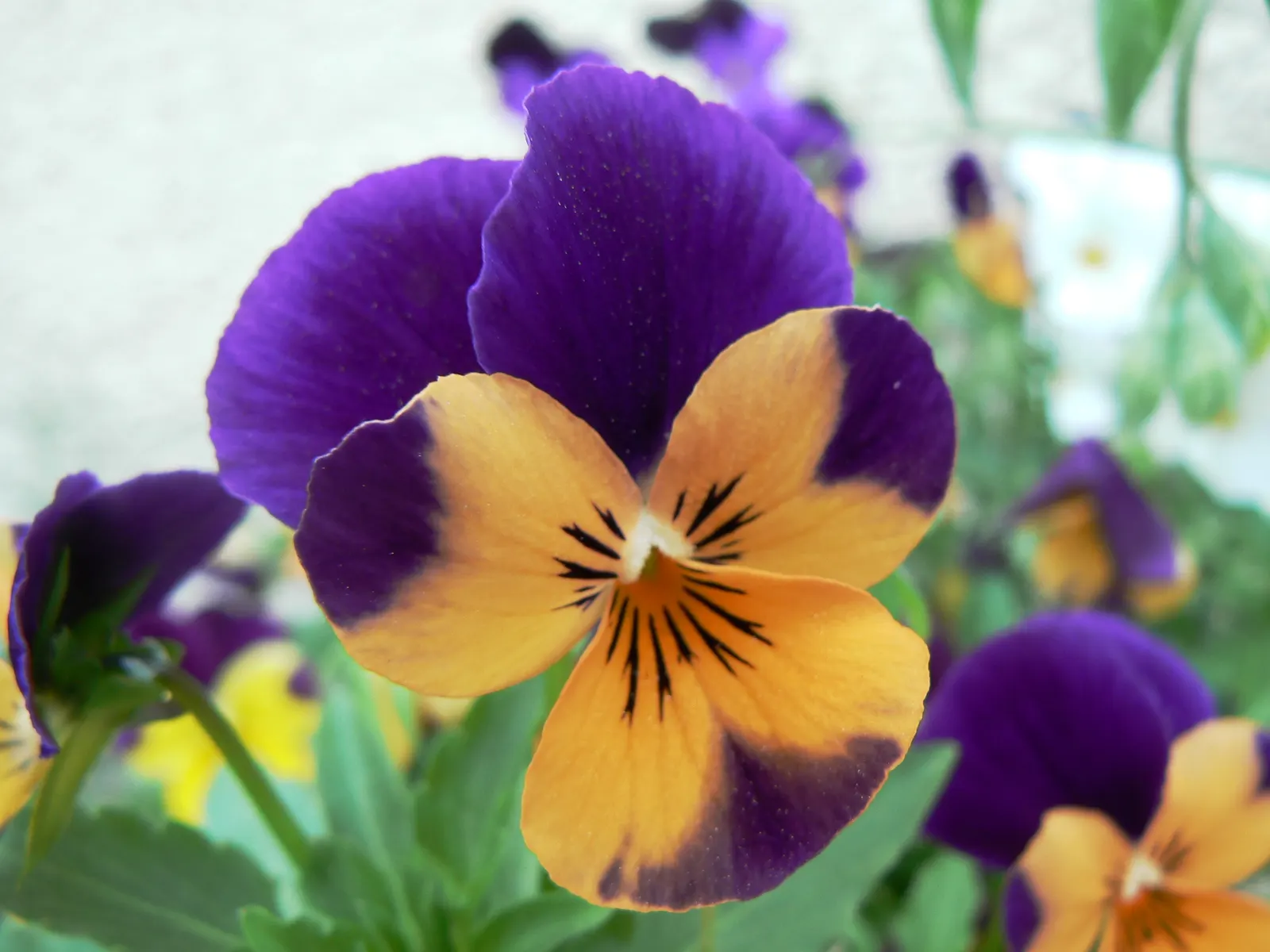 Tufted Pansy (Viola Cornuta) — They prefer partial shade but can tolerate full sun in cooler climates as long as ample moisture is provided
