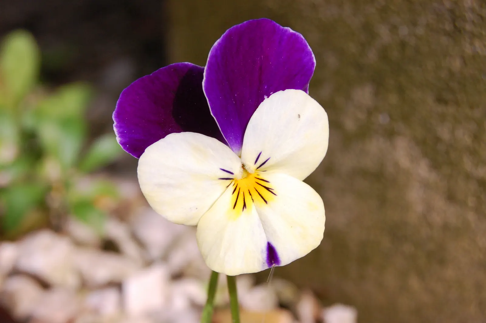Tufted Pansy (Viola Cornuta) — The Tufted Pansy is notable for its extended blooming period from late spring to early fall; or as an underplanting for taller