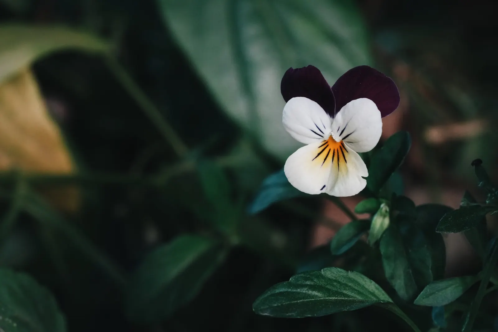 Tufted Pansy (Viola Cornuta) — regular deadheading will encourage additional blooms and prevent self-seeding
