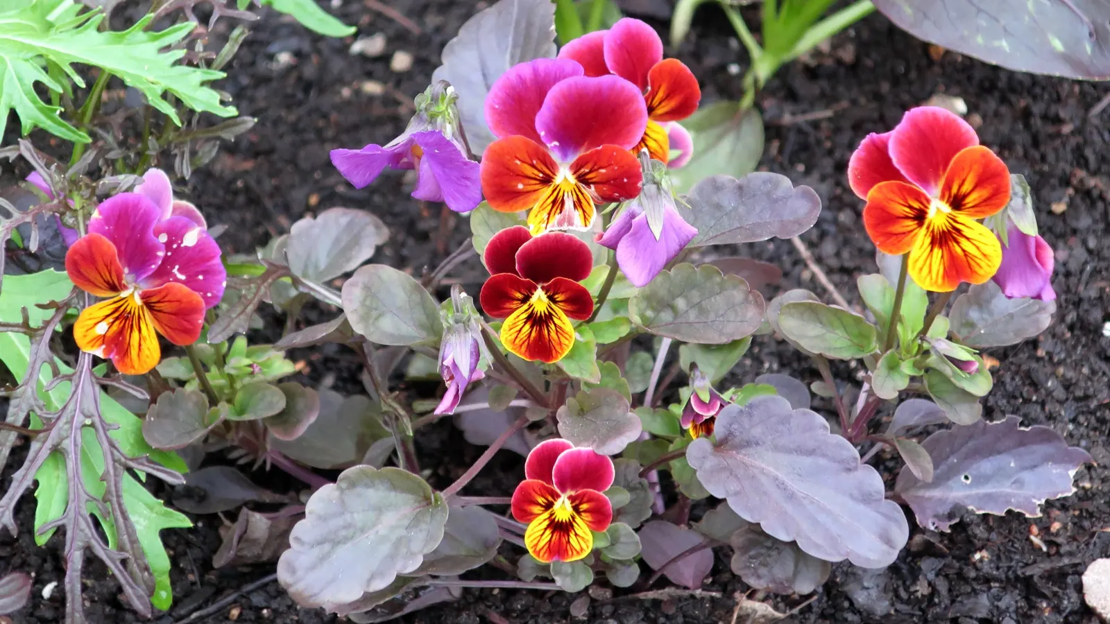 Tufted Pansy (Viola Cornuta) — often with a characteristic "face" pattern; its compact size and continuous flowering make it perfect for borders, image 94
