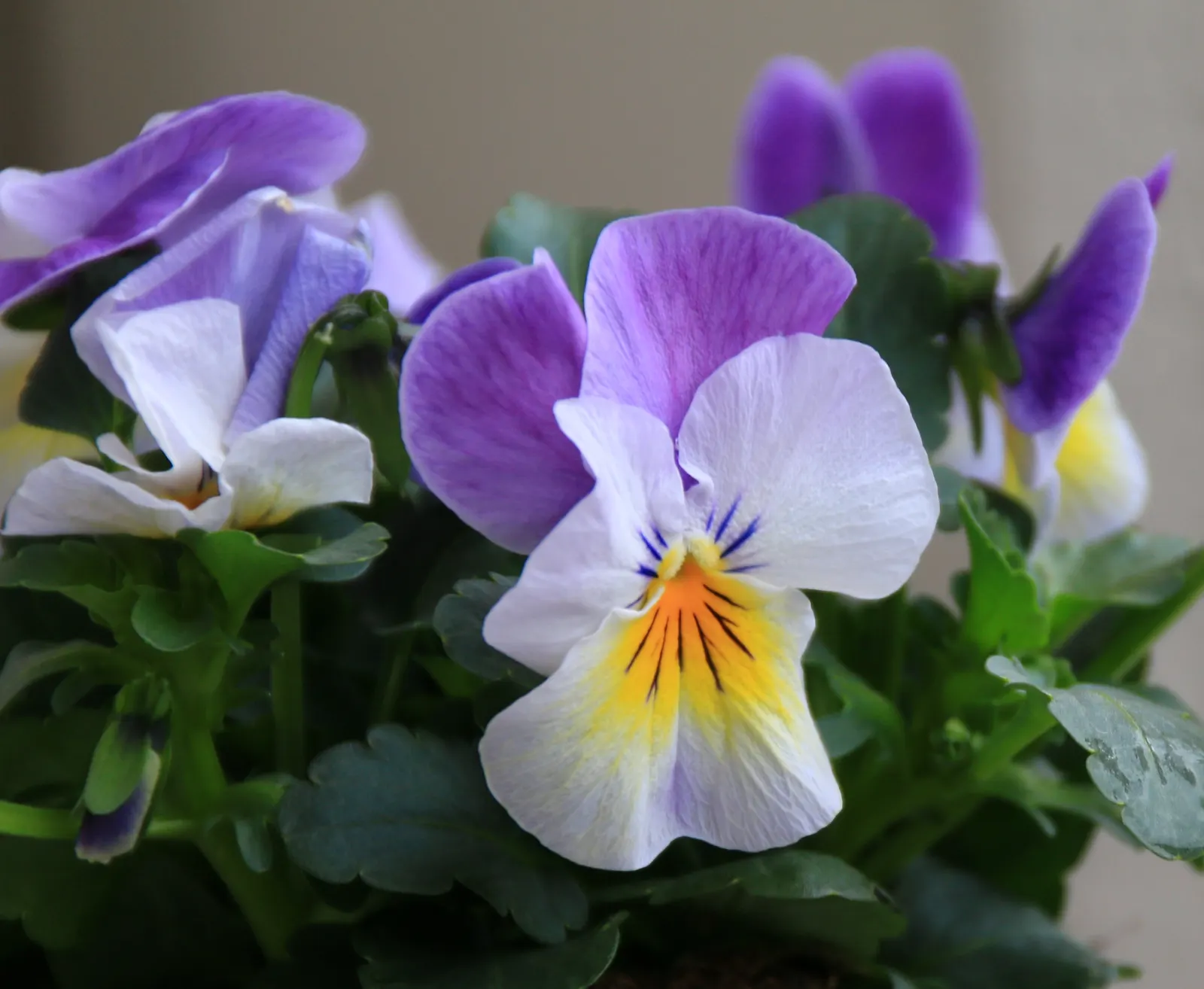 Tufted Pansy (Viola Cornuta) — The Tufted Pansy (Viola cornuta) is a low-growing perennial with a mounding habit